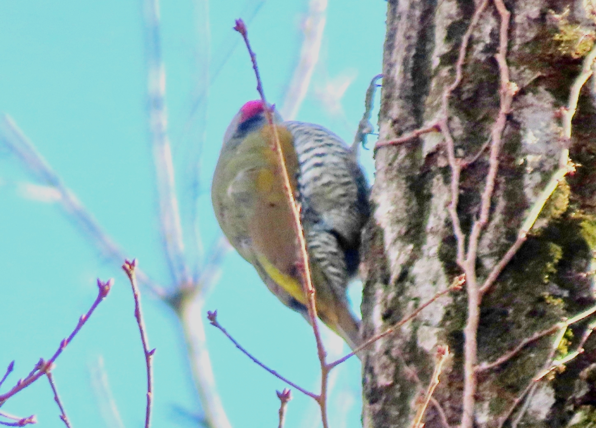 Japanese Green Woodpecker (Picus awokera), photo 9