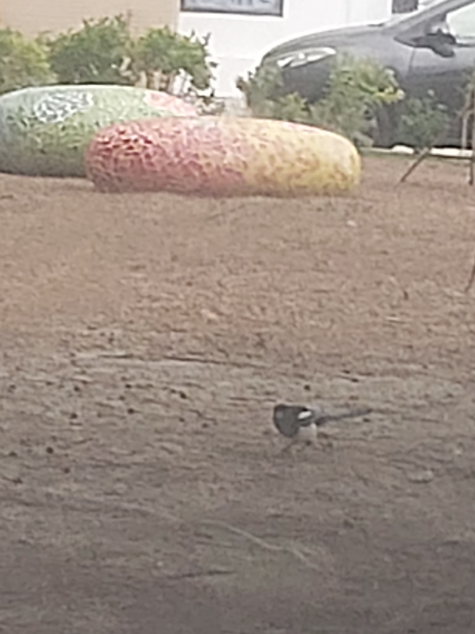 Oriental Magpie (Pica serica), photo 5