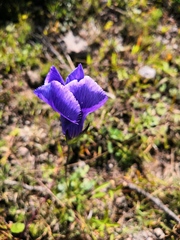 Gentianopsis detonsa