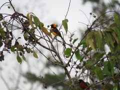 Icterus auricapillus