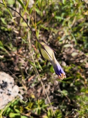 Gentianopsis detonsa