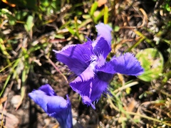 Gentianopsis detonsa