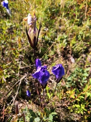 Gentianopsis detonsa