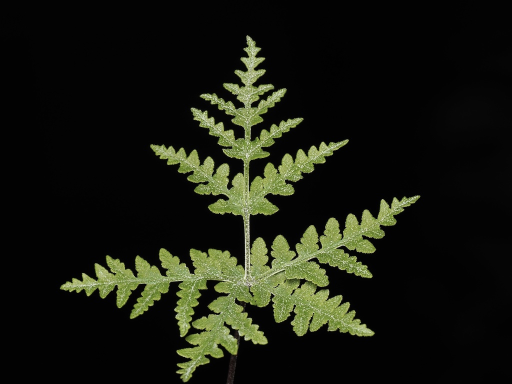 Rebman's Silverback Fern