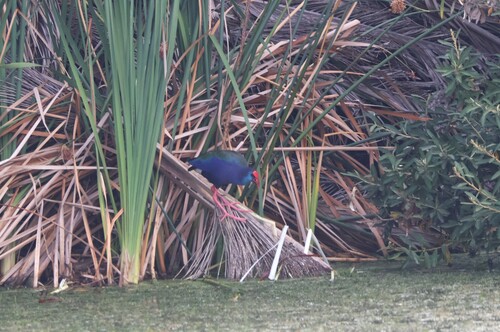 iNaturalist: (c) jandutoit, some rights reserved (CC BY-NC) iNaturalist image