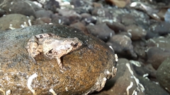 Microhyla palmipes