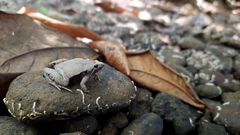 Microhyla achatina