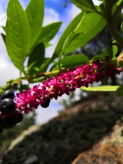 Phytolacca icosandra