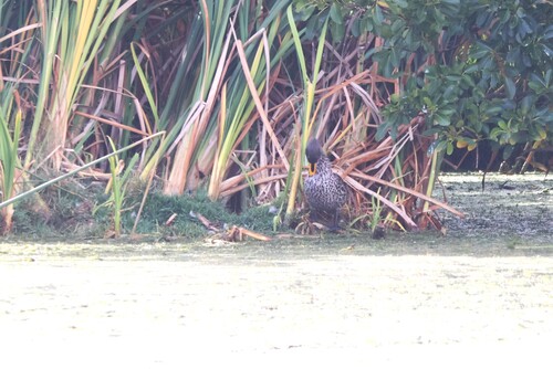 iNaturalist: (c) jandutoit, some rights reserved (CC BY-NC) iNaturalist image