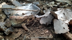 Ingerophrynus biporcatus