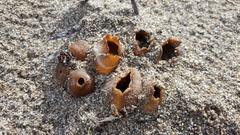 Peziza ammophila