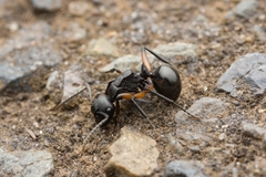 Polyrhachis femorata