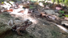 Fejervarya iskandari