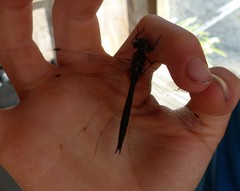 Hemicordulia armstrongi