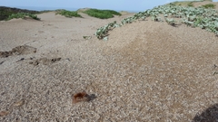 Peziza ammophila