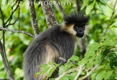 Trachypithecus pileatus