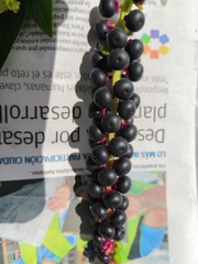 Phytolacca icosandra