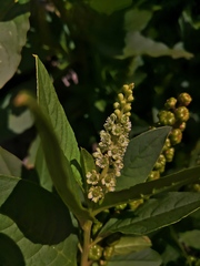 Phytolacca icosandra