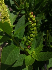 Phytolacca icosandra