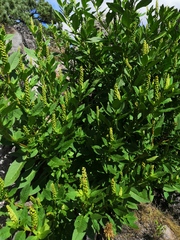 Phytolacca icosandra
