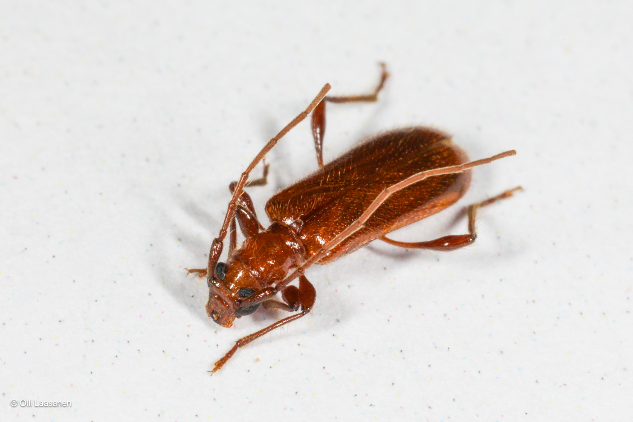 Obrium cantharinum