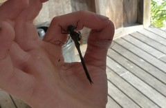 Hemicordulia armstrongi