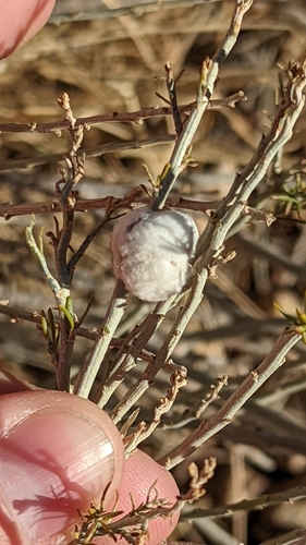 Unknown species found near Mather Point, Grand Canyon Village, AZ 86023, USA