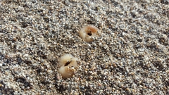 Peziza ammophila