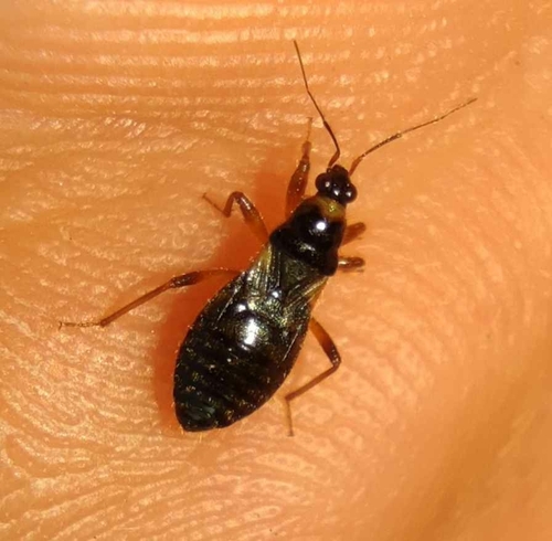 Alloeorhynchus flavipes