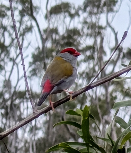 Red-browed Finch (Neochmia temporalis), photo 3