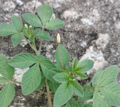 Sieruela rutidosperma
