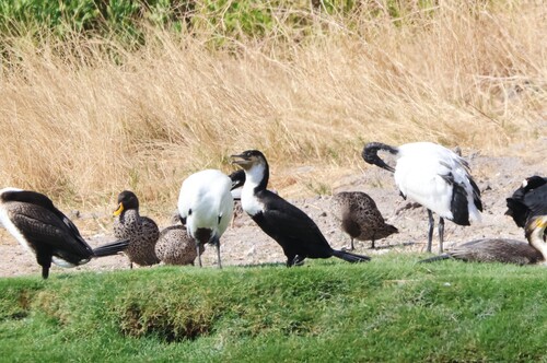 iNaturalist: (c) jandutoit, some rights reserved (CC BY-NC) iNaturalist image