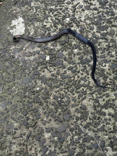 Golden-crowned Snake