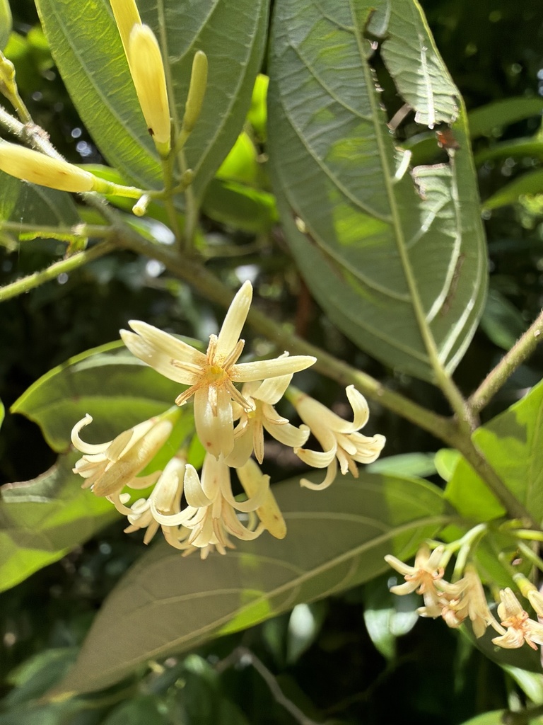 Alangium polyosmoides