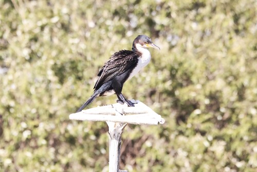 iNaturalist: (c) jandutoit, some rights reserved (CC BY-NC) iNaturalist image