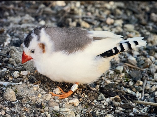 Zebra Finch