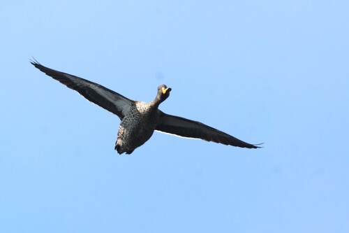 iNaturalist: (c) jandutoit, some rights reserved (CC BY-NC) iNaturalist image