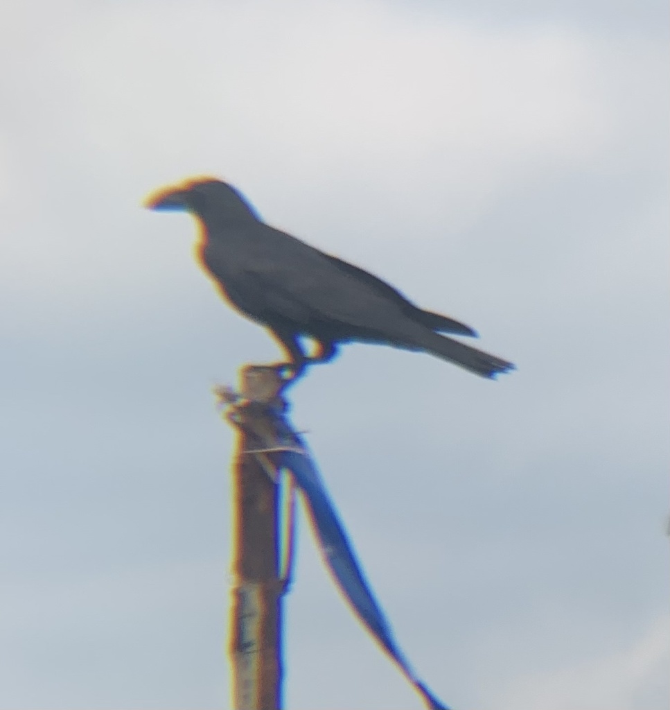 Large-billed Crow (Corvus macrorhynchos)