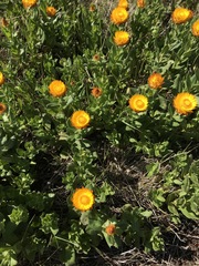 Xerochrysum subundulatum