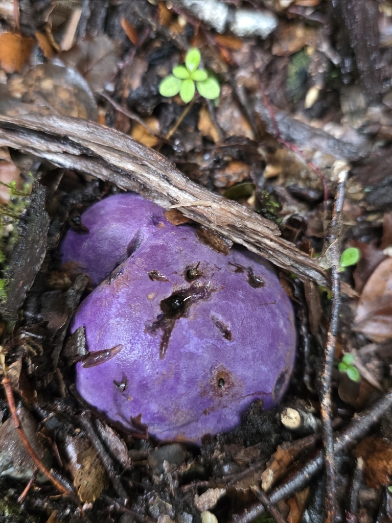Gallacea scleroderma · January 2026 · photo: © forrest00 (iNaturalist, cc0)