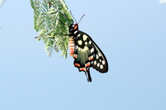 Pharmacophagus antenor