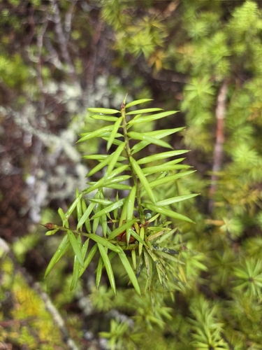 Podocarpus acutifolius, photograph 5