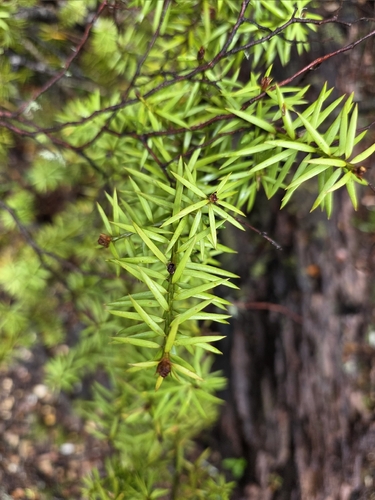 Podocarpus acutifolius, photograph 6