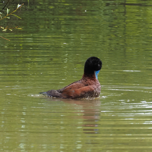 Blue-billed Duck (Oxyura australis), photo 4