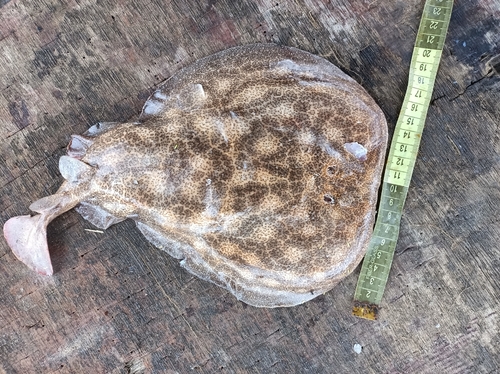 Rosette torpedo (Torpedo bauchotae) — Torpedinidae — 2