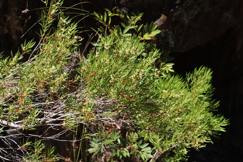 Callistemon lanceolatus