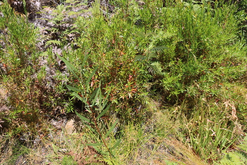 Callistemon lanceolatus