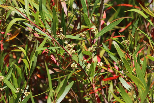 Callistemon lanceolatus