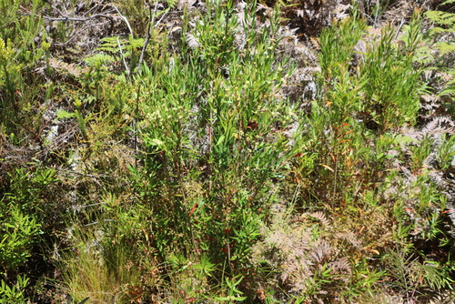 Callistemon lanceolatus