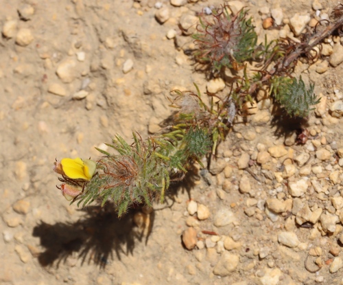 Redtip Capegorse (Aspalathus rubiginosa)
